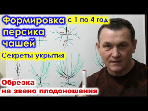 Видео: Формировка ПЕРСИКа ЧАШЕЙ, с 1 по 4 год. Обрезка на звено плодоношения. Секреты зимнего укрытия.