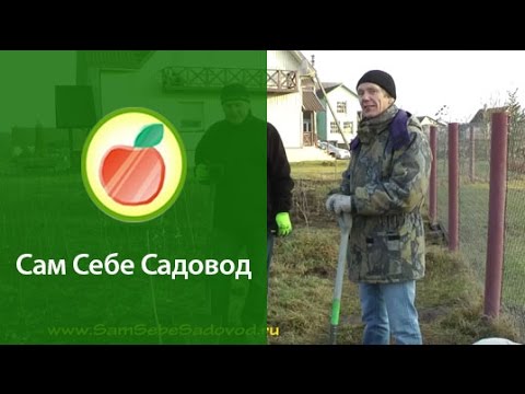 Видео: Подготовка ямы и посадка саженца