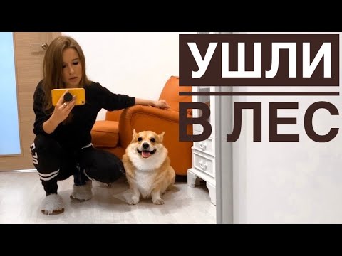 Видео: ПРОГУЛКА В ЛЕСУ с собаками. Осталась без СВЯЗИ!