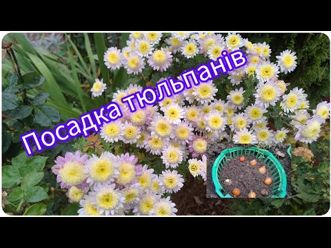 Видео: Висадила тюльпани 🌷🤗викопала гладіолуси...