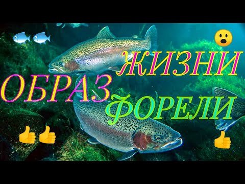 Видео: ОБРАЗ ЖИЗНИ РАДУЖНОЙ ФОРЕЛИ