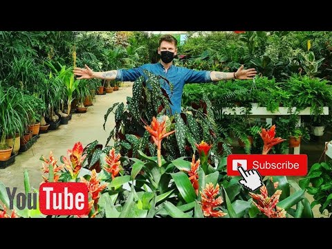 Видео: Огромный тур по садовому ценрту El Rosal. Гран Канария. Январь 2021.