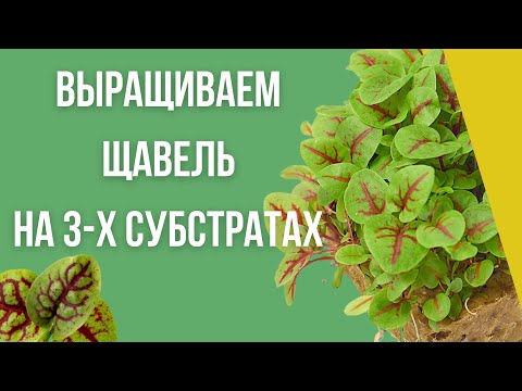 Видео: Технология выращивания Щавеля Кровавая Мэри | Микрозелень Щавель Красножильный | На 3 субстратах