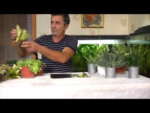 Видео: Укоренение суккулентов вариегатные формы.