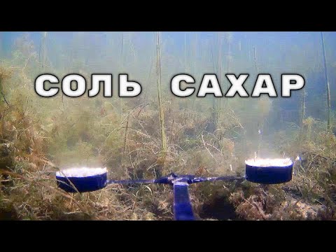Видео: Как Рыба реагирует на Соль и Сахар? Подводная съемка