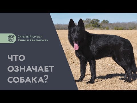 Видео: Что означает собака? Дополнение к разбору «Сталкера». Философия мифологии