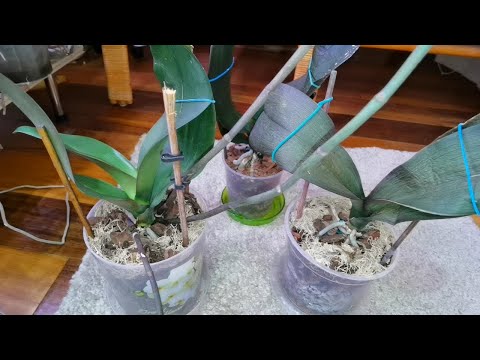 Видео: Вот вам и Гербарий! Орхидеи НЕ узнать. С 1 по 10 день. Что может вырасти из СУХАРЕЙ.