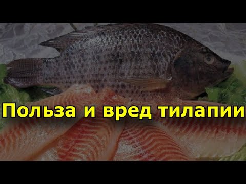 Видео: Польза и вред тилапии. Состав рыбы тилапия