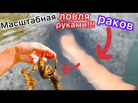 Видео: Масштабная ловля раков руками. Ловля раков под берегом и на глубине в большой реке. Суп из раков