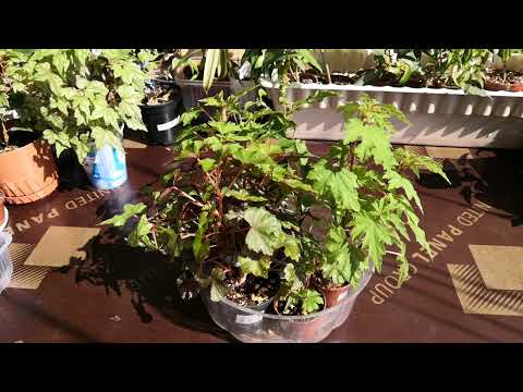 Видео: Бегония каудексная, уход и укоренения