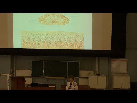 Видео: Гистология. Нервная система (Ч2)