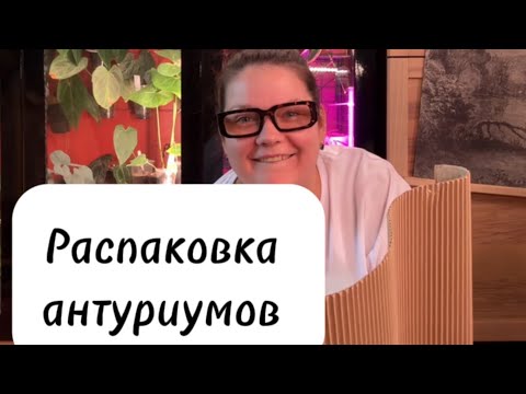 Видео: Распаковка антуриумов . Вариегатный антуриум. Совместная закупка растений из Таиланда