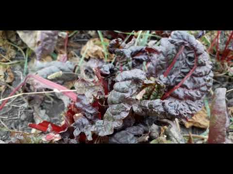 Видео: мангольд, что  это? Как заготовить.