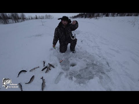 Видео: Рыбалка на Хариуса.Отличный результат.