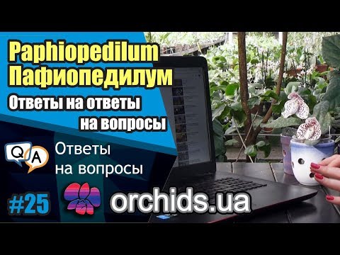 Видео: Пафиопедилум. Ответы на ответы на вопросы.