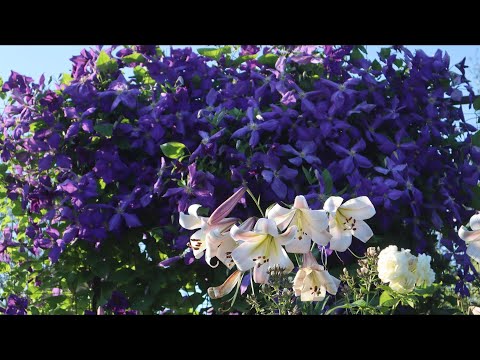 Видео: Клематисы. В какую сторону цветут клематисы.