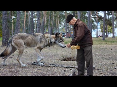 Видео: Дед откормил БЕРЕМЕННУЮ волчицу и спас от голода, а дальше произошло удивительное