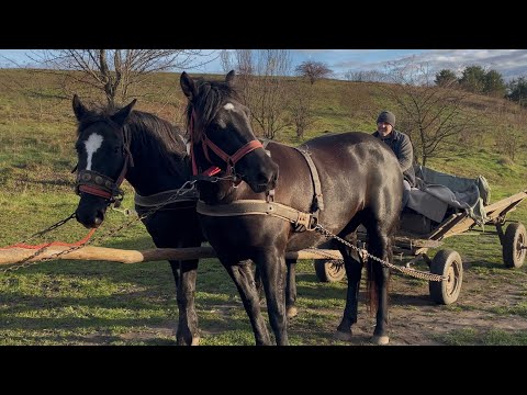 Видео: Гарна пара вороних кобил на продажу😎Підгаєцькі коні👍Лошиця другий раз у возі✌️