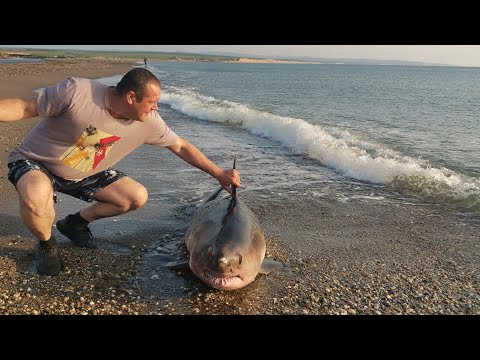 Видео: Хотели спасти Дельфина, оказалась Акула🙀