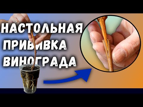 Видео: Настольная прививка винограда.