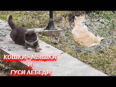 Видео: Кошки-Мышки и Гуси-Лебеди.