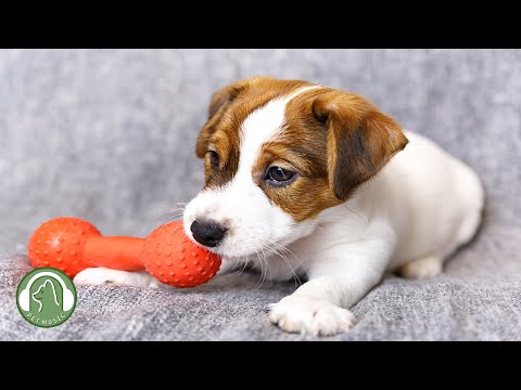 Видео: Музыка для снятия стресса у собак🐶Музыка для тревоги разлуки, музыка для психологической помощи