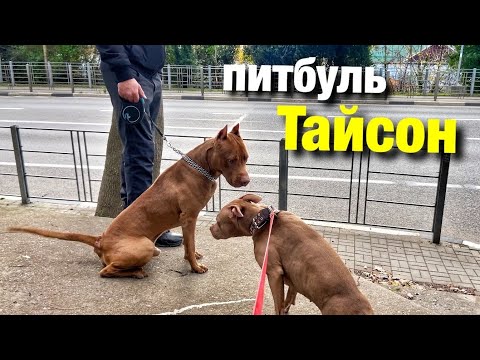 Видео: Питбуль Джина пришла на свидание. Сочи, Лазаревское