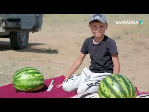 Видео: Тер мен төр |  Қарбыз еккен қойшы бала