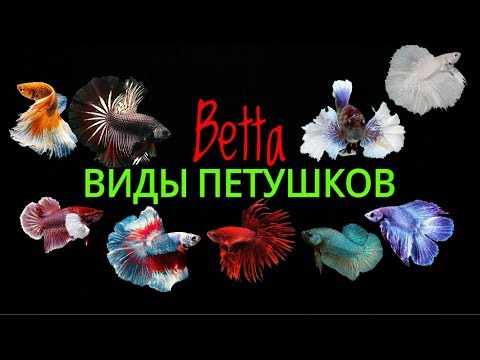 Видео: Виды петушков.Betta.