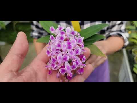 Видео: ОрхоРай в гостях у Joseph Wu orchids!!!