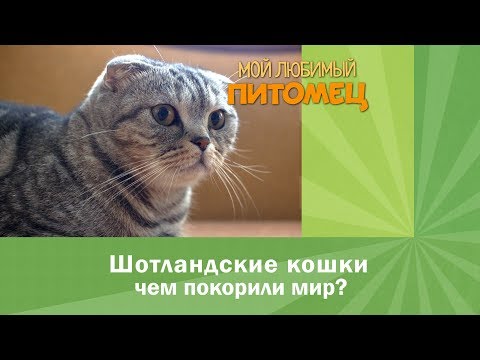 Видео: Шотландские вислоухие кошки