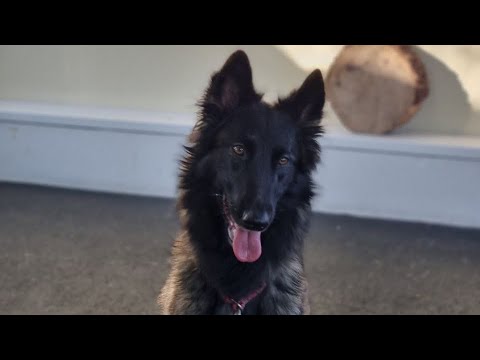 Видео: Учёный пёс: танцы с собаками. Команда «Шах-мат». Ильина Полина и NikitA