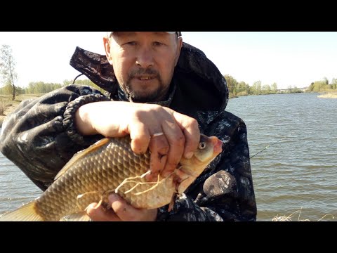 Видео: РЫБА КАРАСЬ ИГРА НАЧАЛАСЬ)).РЫБАЛКА В ДЕНЬ ПОБЕДЫ С ОТЦОМ НА ОЗЕРЕ! ЛОВИМ ДОБРЫХ КАРАСЕЙ НА ФИДЕР!