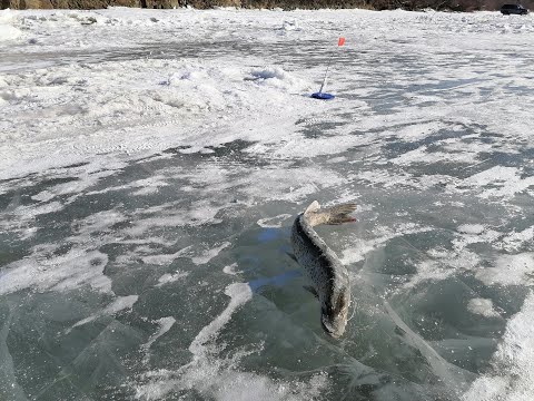 Видео: ХОРОШАЯ ЩУКА НА ГАЛЬЯНА ХАНКА МАЯК ЖЕРЛИЦЫ В КОНЦЕ ФЕВРАЛЯ