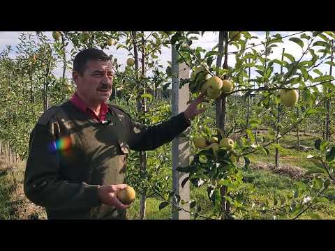 Видео: Производный многих сортов яблок, легенда - Голден Делишес.