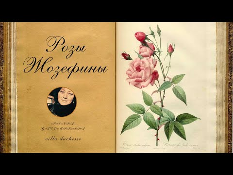 Видео: Розы Редуте. Сад Мальмезона. Jardin de la Malmaison. Из архива канала (03.04.2024)
