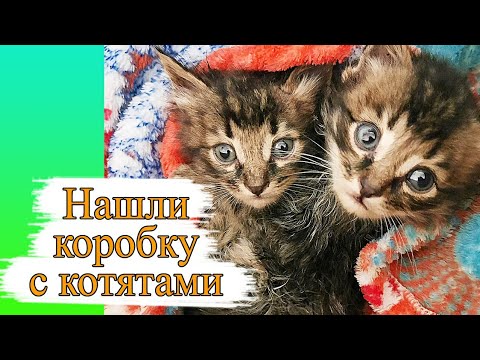 Видео: Спасение котят. Нашли коробку с котятами!