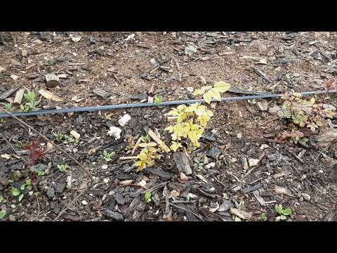 Видео: ЖЕЛТЕЮЩИЕ РОЗЫ НЕ ВСЕГДА ХЛОРОЗ, ВРЕДИТЕЛИ В КОРНЯХ РОЗ, Питомник роз Полины Козловой rozarium.biz