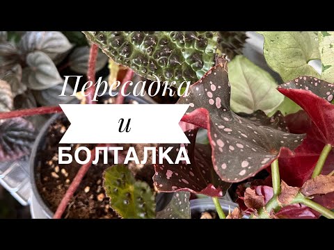 Видео: 1 сентября 2025 г.