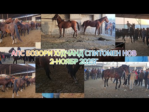 Видео: 2-НОЯБР АСП БОЗОРИ ХУДЧАНД СПИТОМЕН НОВ АСПХОИ БУЗИ ТОЙ БАЙТАЛ ОЧА БАЧА 
