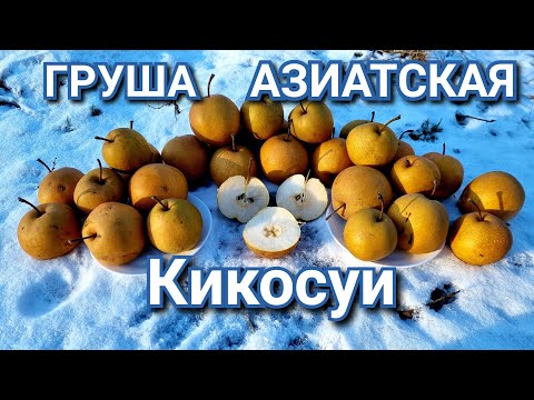 Видео: ГРУША КИКОСУИ / АЗИАТСКИЕ СОРТА ГРУШ / ЗИМНИЕ СОРТА ГРУШ