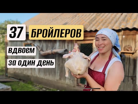 Видео: ЗАБОЙ БРОЙЛЕРОВ с НОВЫМ ОБОРУДОВАНИЕМ: просто СКАЗКА!
