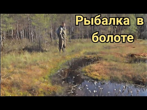 Видео: Рыбалка по "окошкам" в болоте.