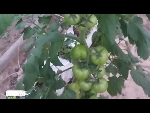 Видео: Кокосга экилганига 66 кун булибти. Пайванд кучатларимизни бугунги холати