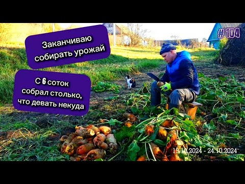 Видео: Заканчиваю собирать урожай. С 6 соток собрал столько, что девать некуда.