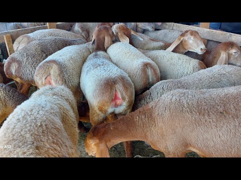 Видео: Ургачы Арашан 6-7 айлык козулар сатылат 0708 16 49 27, линия шарпей, чиптери менен #арашан 