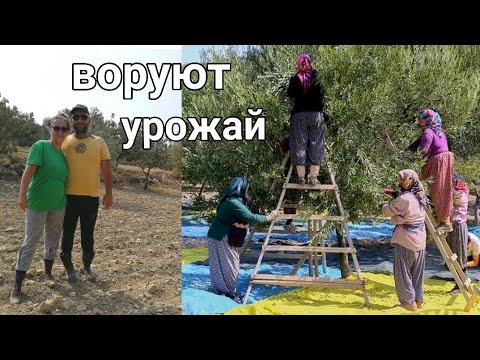 Видео: Сколько мы зарабатываем на сборе оливок в Турции? Как и ЧЕМ собираем оливки?