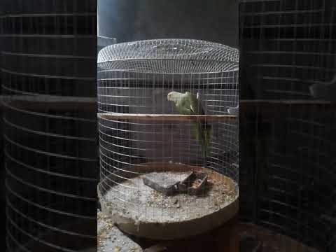 Видео: Тотықұс Жетісайдан