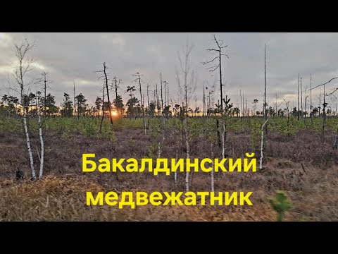 Видео: Бакалдинское болото и медвежатник по совместительству.