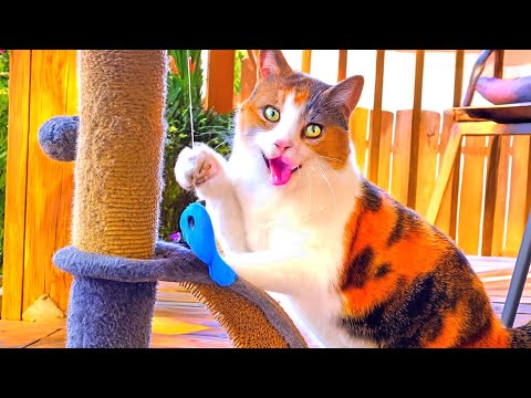 Видео: Кошки нашли самую смешную игрушку на свете! Новые смешные видео с кошками! Самые смешные животные...